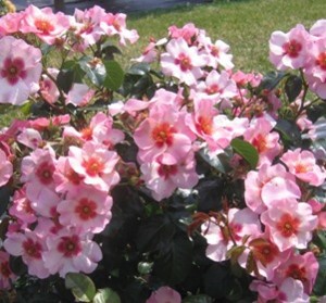 BRIGHT AS A BUTTON (floribunda)